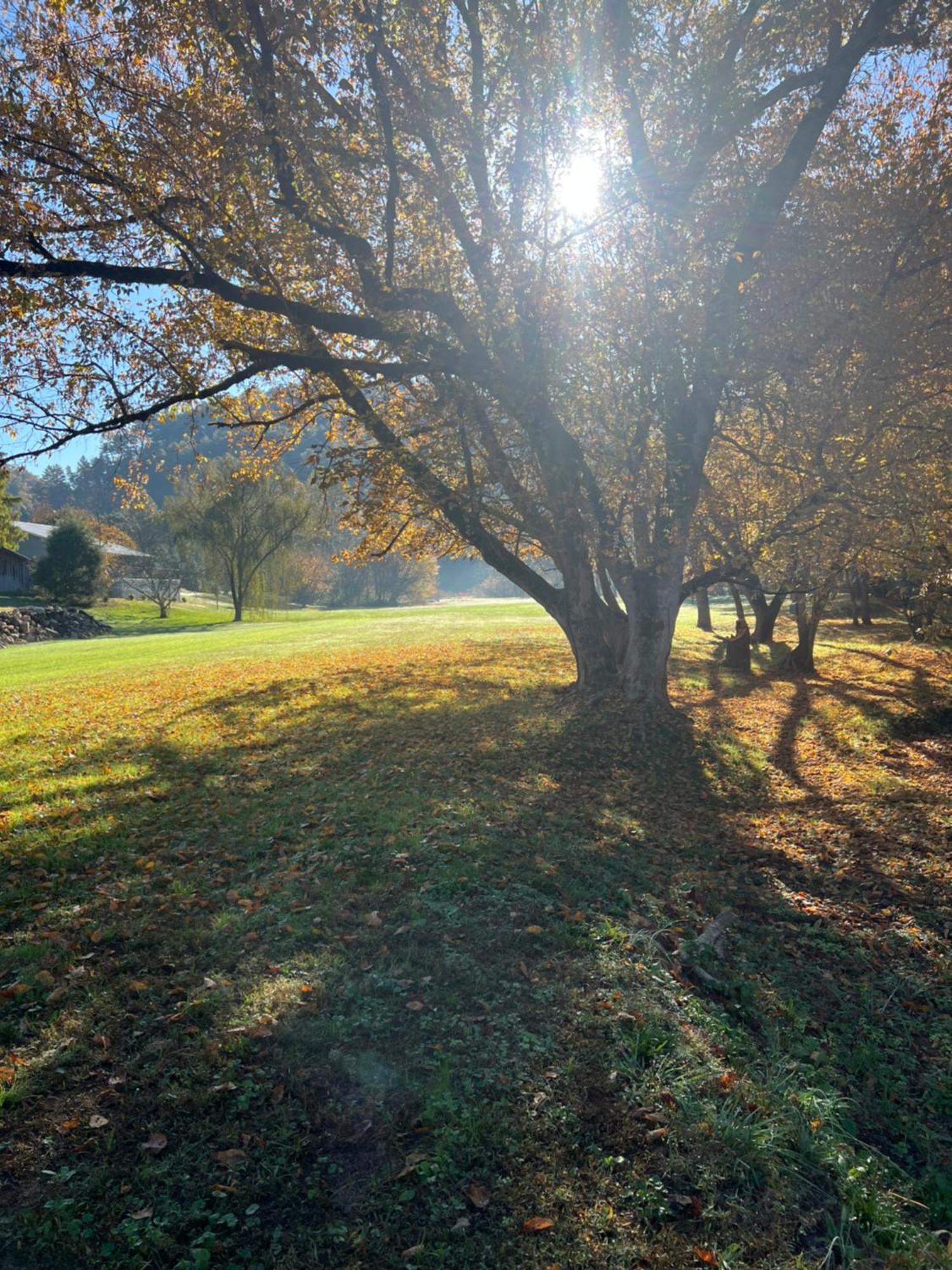 Firefly Fields 2-Acres With Guest House, Game Room, Mountain & River Views 塞维尔维尔 外观 照片